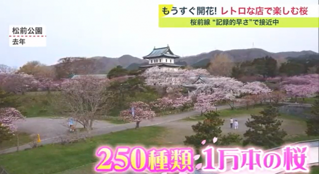 松前公園　桜