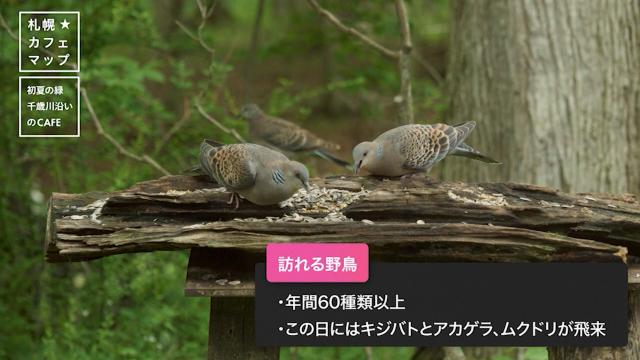 The Bird Watching Cafe　野鳥