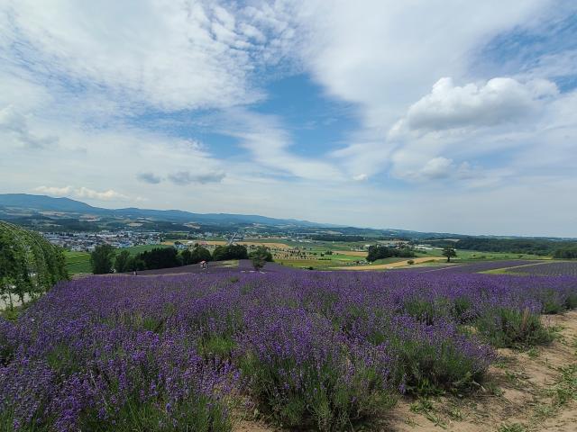 富良野