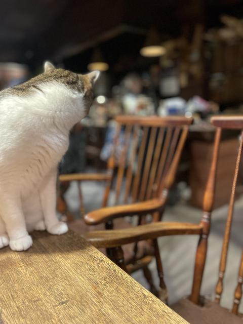 コーヒーハウス ミルク　猫