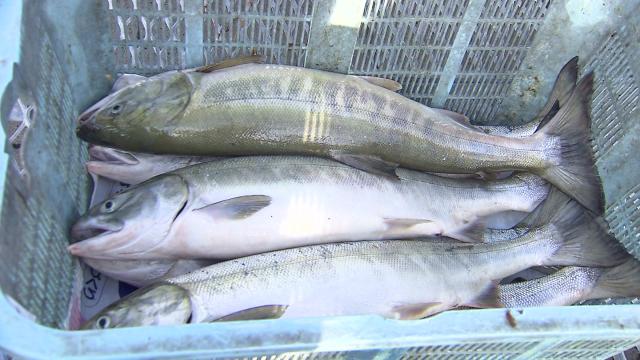 秋サケ朝市で1kgあたり2,000円…卵入り“メス”人気！札幌から1時間の厚田
