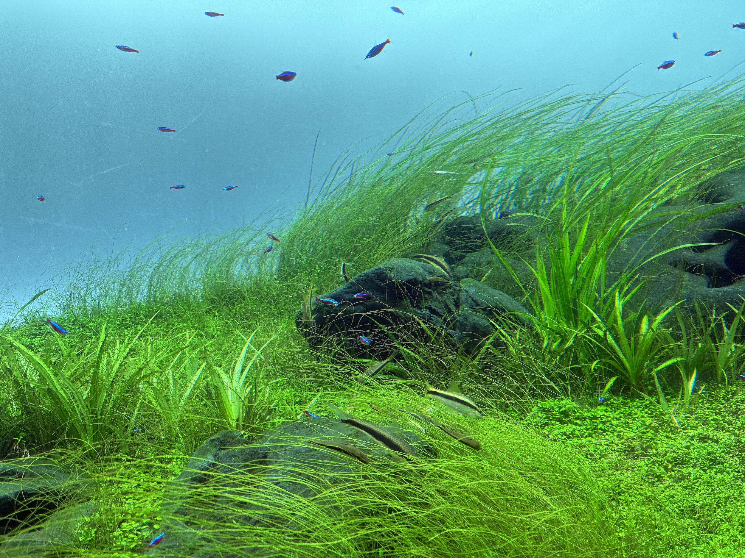 ネイチャーアクアリウム