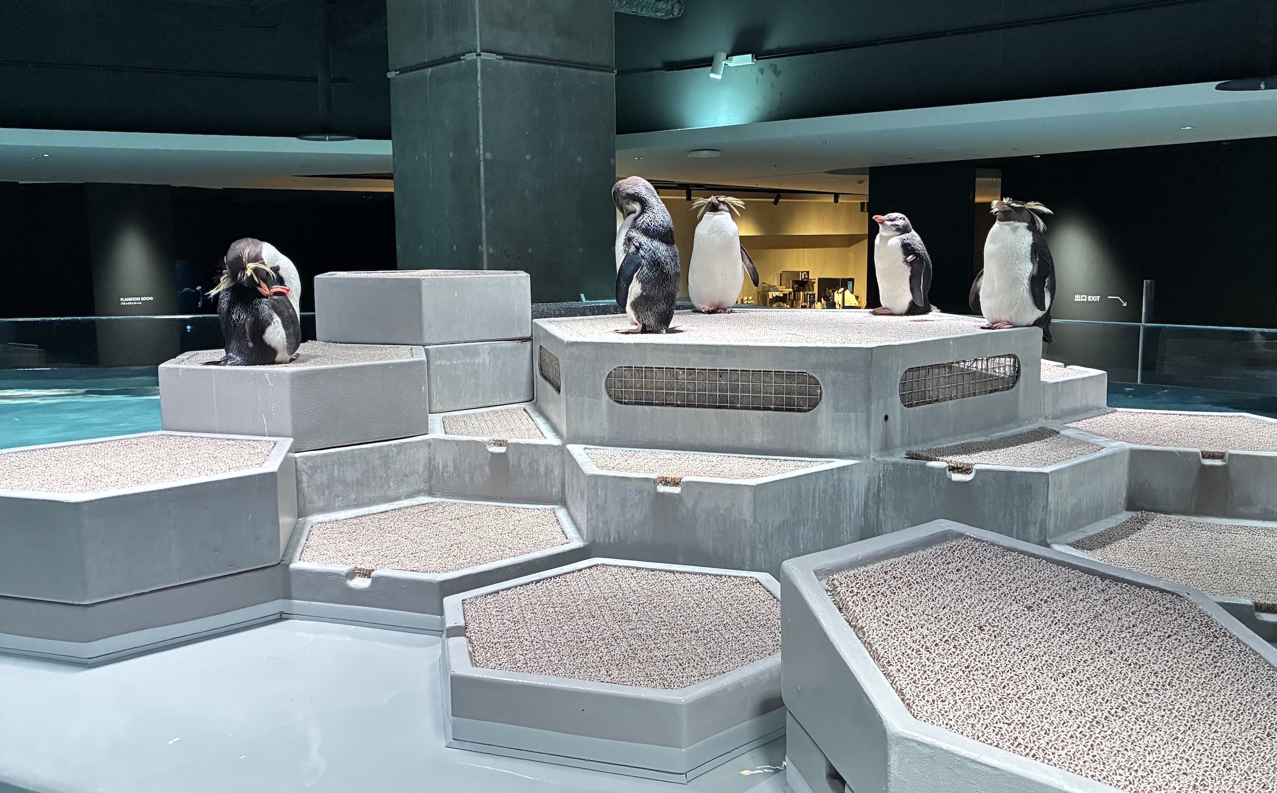 ペンギン水槽