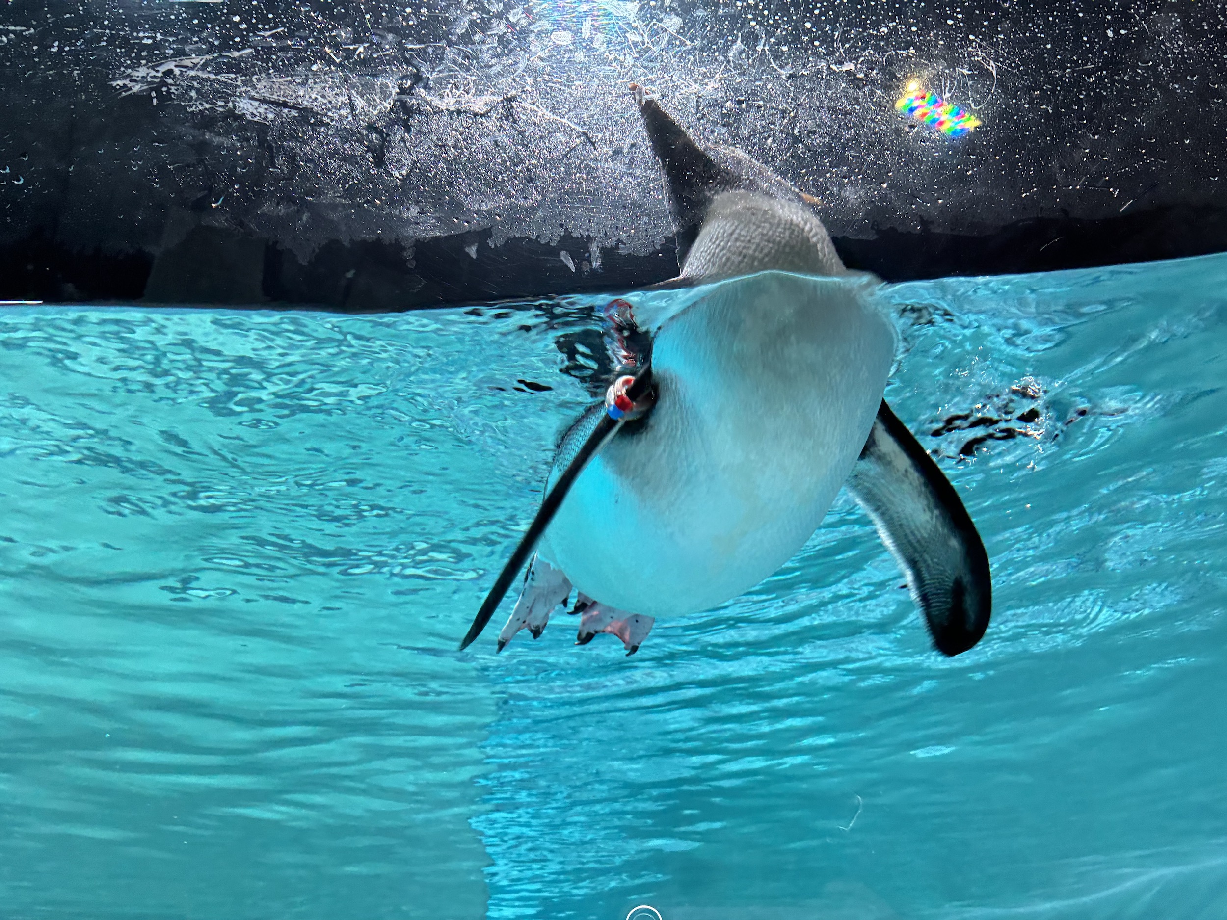 ペンギン水槽