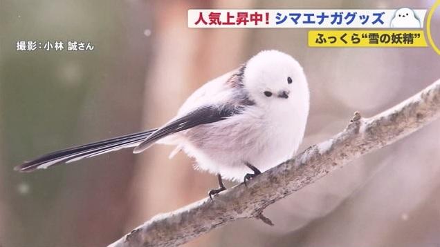 全国にファン急増！可愛すぎる森のアイドル「シマエナガ」ふっくら”雪