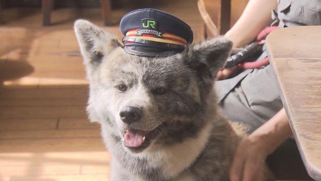 Sasaru 人気沸騰の兆し Jrニセコ駅の人懐っこい 駅長犬 乗客を おもてなし 金曜日のわんこ