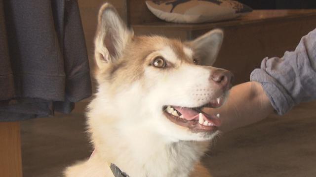 Sasaru ニセコで人気の看板犬 シベリアンハスキーと柴犬のミックス 金曜日のわんこ