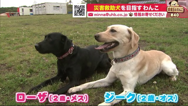 災害救助犬　訓練中　室蘭　トレーニングハウスDOGTALK