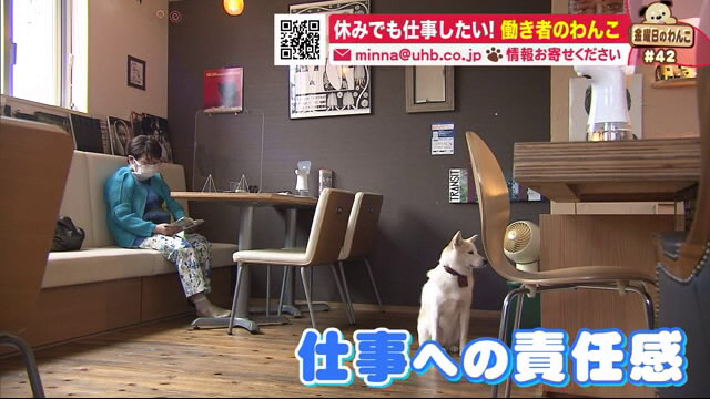 Cafe The loft　金曜日のわんこ　看板犬　南円山カフェ　革製品　保護犬　譲渡会