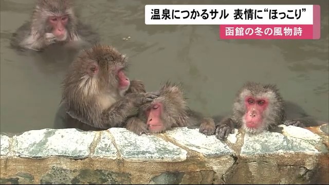 動物癒し画像　函館　サル山温泉　おでかけ　函館デート　湯の川温泉