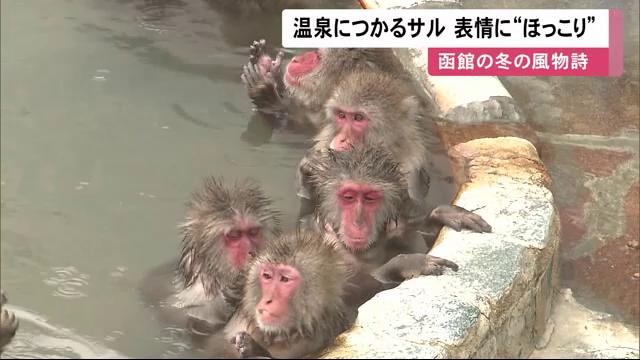 Sasaru サルも温泉 いい湯だな この表情 最高 冬の風物詩 サル山温泉 函館