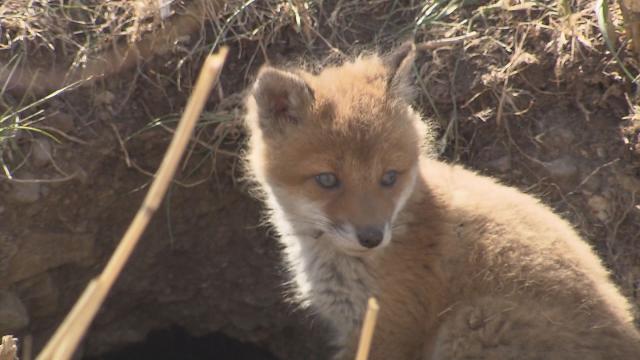 スリング きたきつね 札幌