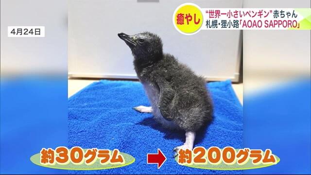 フェアリーペンギンの赤ちゃん