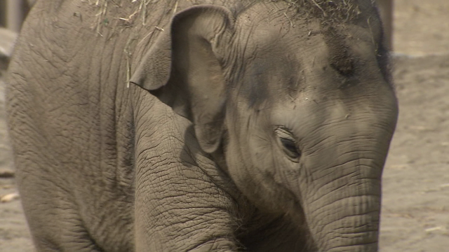 体重605キロ！感動の出産から1年 アジアゾウの「タオ」1歳の誕生日