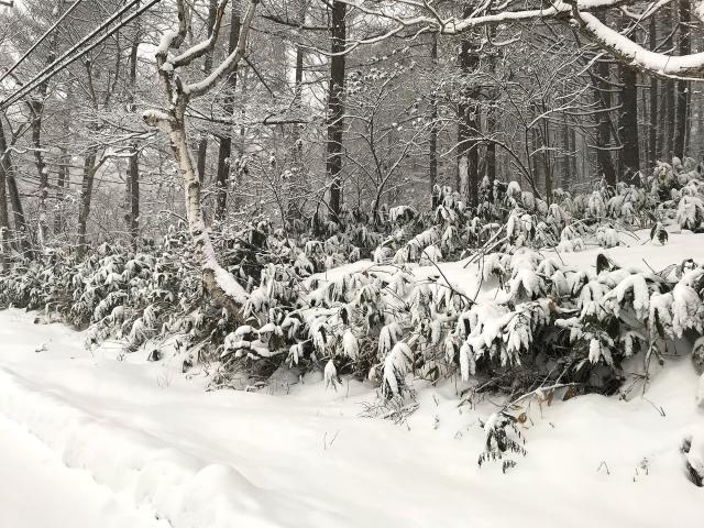 北海道　雪景色