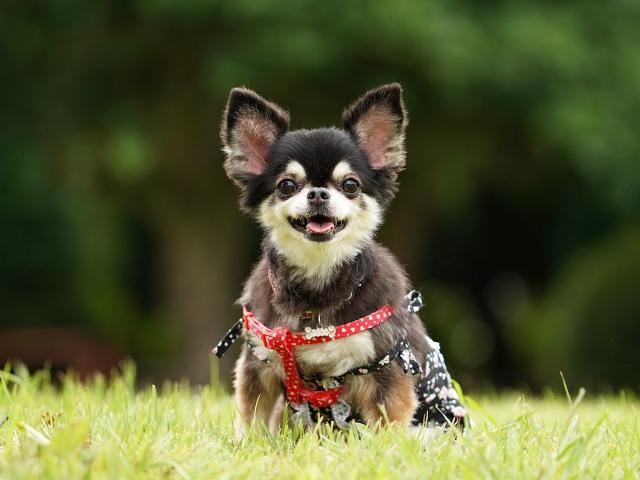 雪どけでワンコのお散歩の季節到来！ペット保険ってどんなもの？ファイナンシャルプランナーが解説