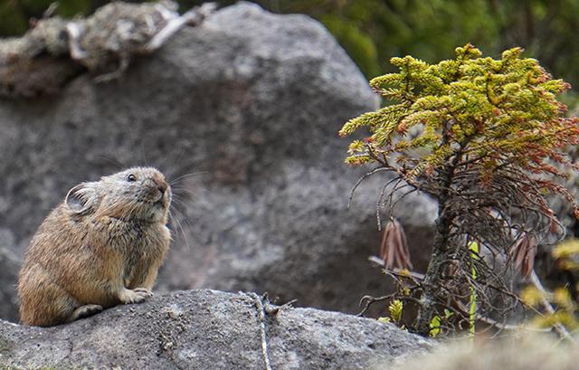 ナキウサギ　北海道　動物　鳴き声