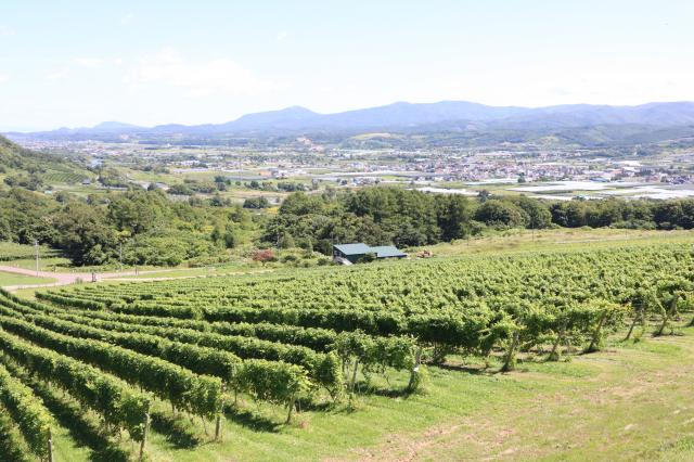 世界が注目…「北海道ワイン」日本で唯一"ワイン神社"…仁木町で関連スポットを巡る！