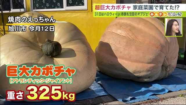 SASARU  家庭菜園で300キロ超！かぼちゃが豊作