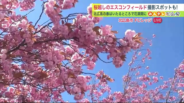 【Fビレッジ】エスコンフィールド北海道付近の"桜の名所"は？北広島駅や公園…今年の開花予想も