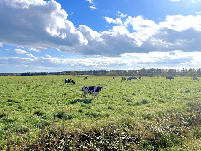牛と草原