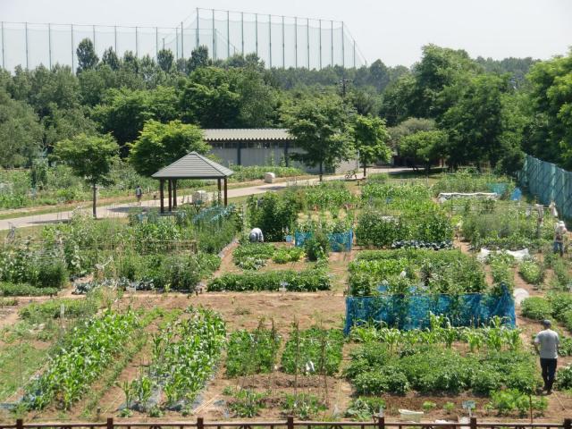 市民農園