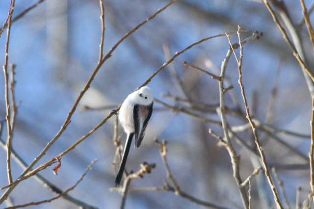 札幌の真ん中・北大で「シマエナガ」が見れるかも！気軽に野鳥が見られる穴場スポット