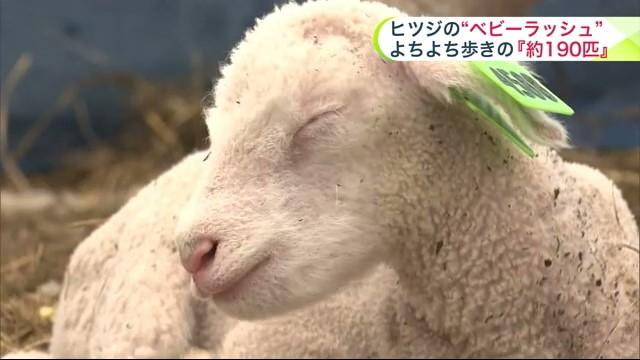 羊の赤ちゃん