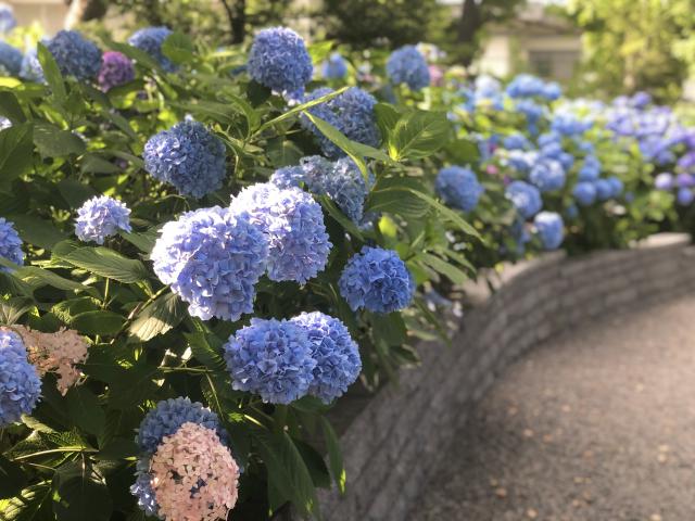 西野神社　あじさい