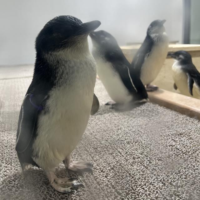 ペンギン