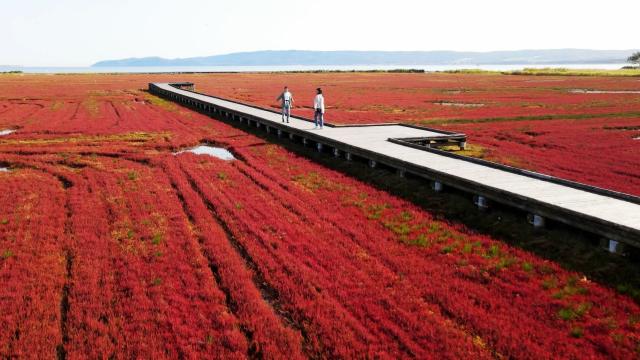 能取湖サンゴ草群落地