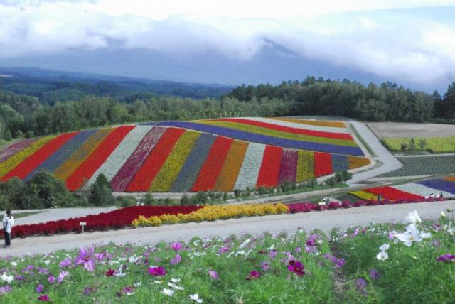 展望花畑 四季彩の丘