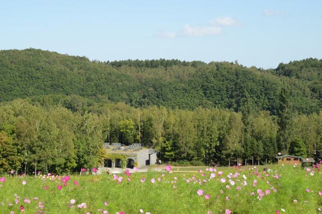 国営滝野すずらん丘陵公園　コスモス