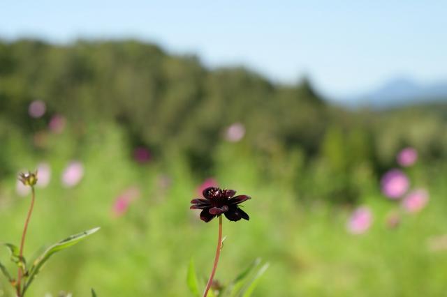 国営滝野すずらん丘陵公園　チョコレートコスモス