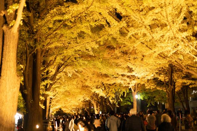 大盛況の予感！今年もイチョウ並木ライトアップ！「北大金葉祭」…屋台に縁日、イベント盛りだくさん