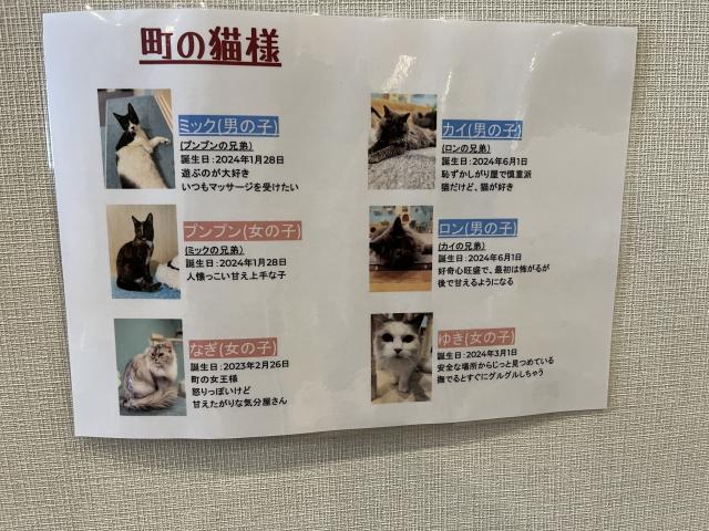 猫伝説の町　