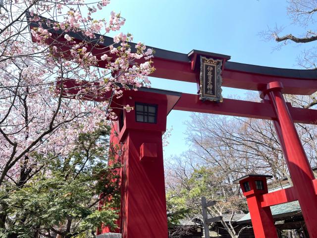 彌彦神社 鳥居