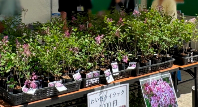 さっぽろライラックまつり