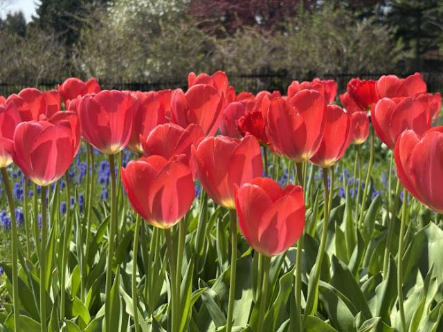 おでかけ最適！百合が原公園のチューリップ…リリートレインで親子の「春さんぽ」【札幌】