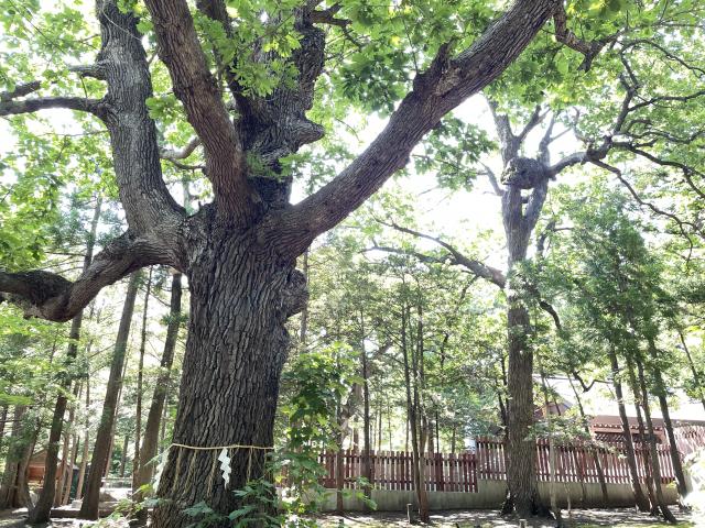 北海道神宮 かしわの木