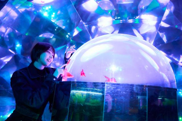 金魚万華鏡