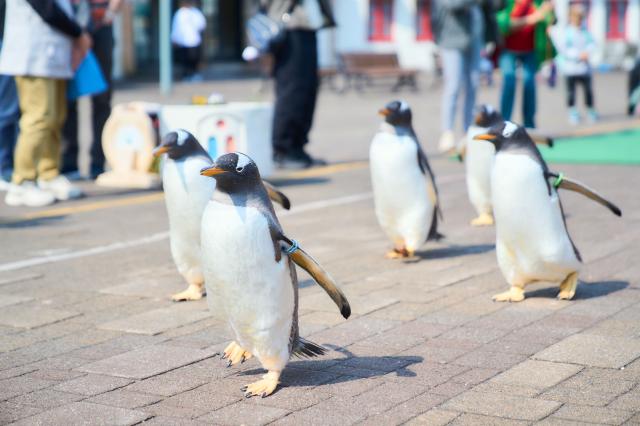 ペンギンパレード