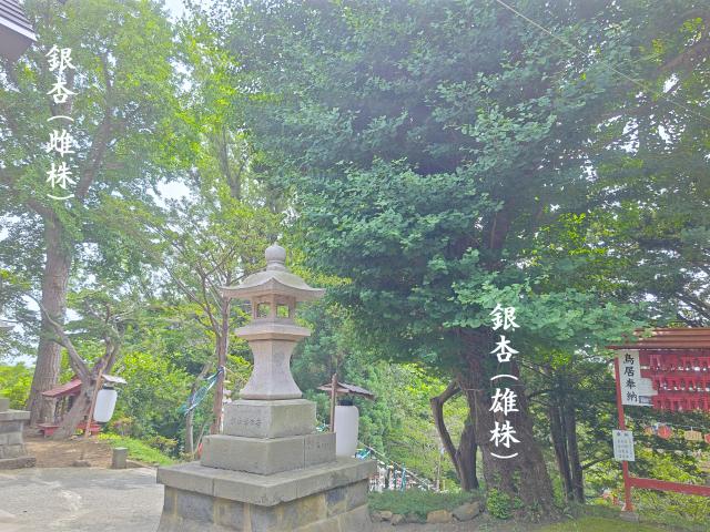 虻田神社　夫婦イチョウ