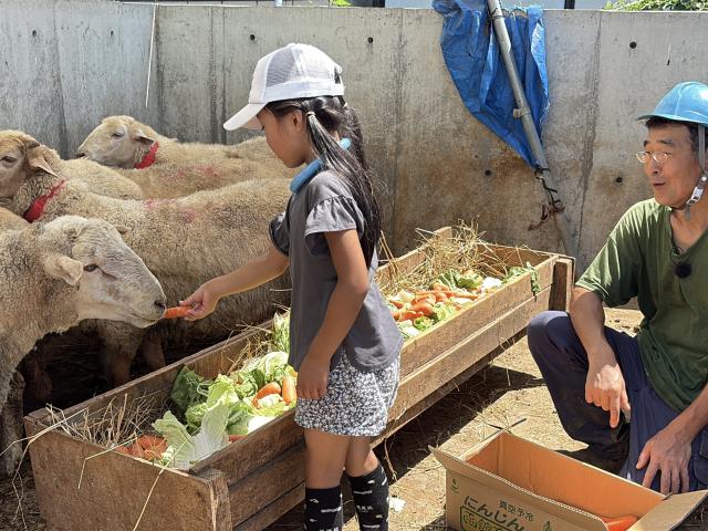 石狩ひつじ牧場　餌やり