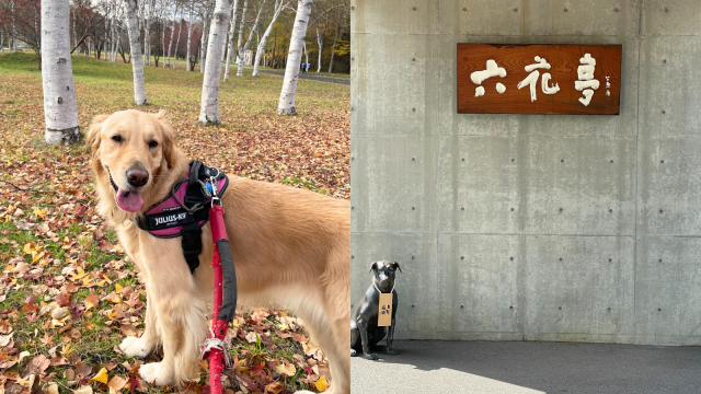 “紅葉のじゅうたん”をお散歩！絶品ビーフシチューでひと息…アンヌ遙香のニッチな駅巡り【真駒内】