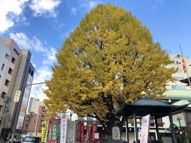成田山札幌別院新栄寺　イチョウの木