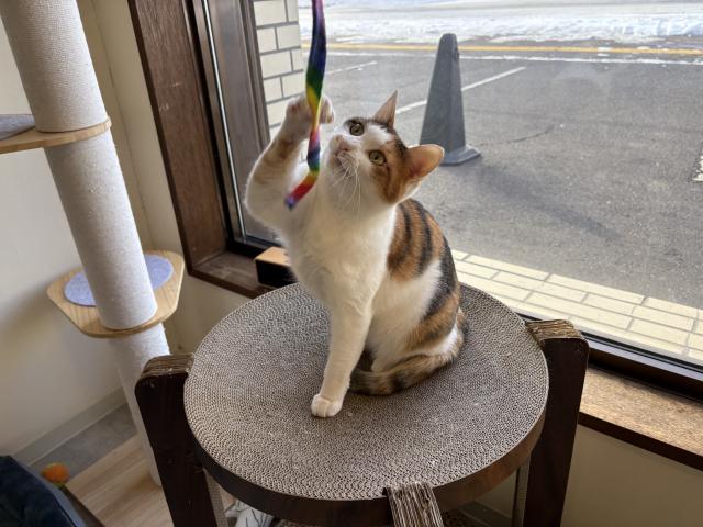 おいしいコーヒーとベーグルと猫「猫のいるコワーキングカフェ」で過ごすとっておきの自分時間【札幌】