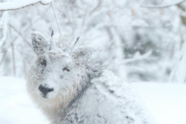 「自宅から鑑賞できる写真展」北大生と写真家のコラボ企画！動物写真の世界を堪能しよう！