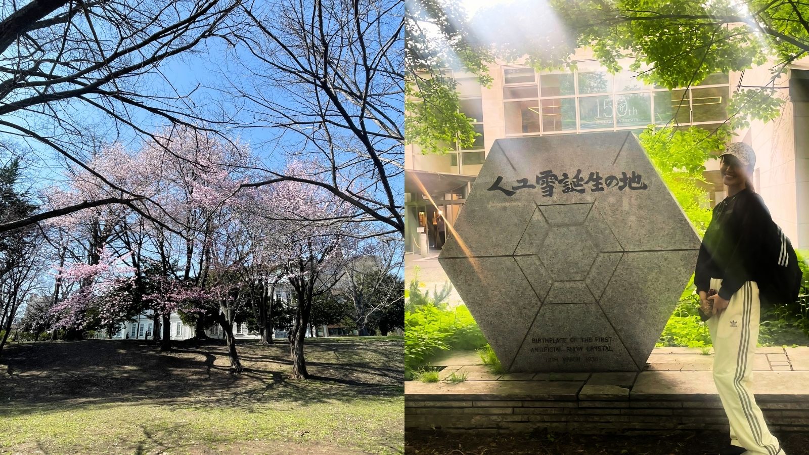  アンヌ遙香の駅巡り…北大構内を散歩 ようやく咲く桜と人工雪誕生の石碑に思いを馳せる【札幌】